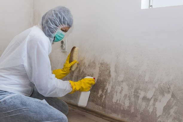Mold Removal and Inspection in Wolfforth, TX