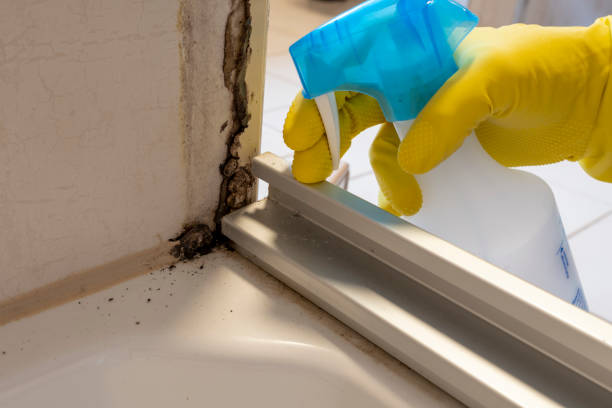 Best Professional Mold Removal  in Wolfforth, TX