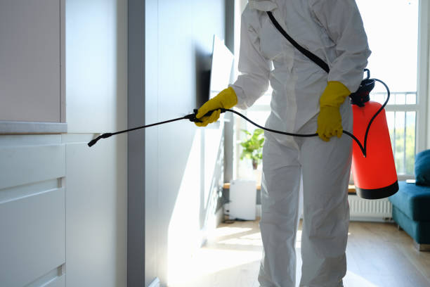 Best Fast Mold Removal  in Wolfforth, TX