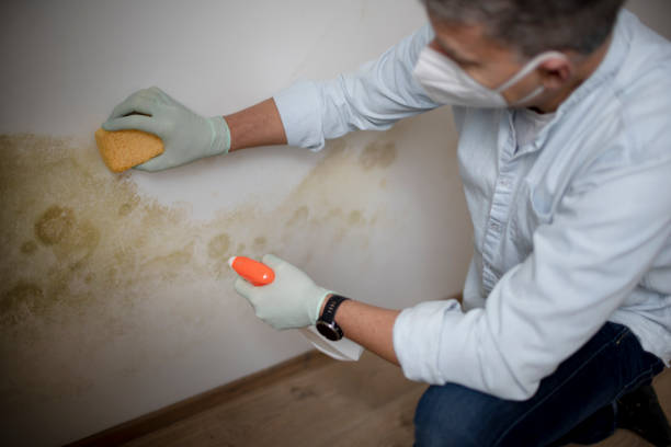 Reliable Wolfforth, TX Mold Removal Solutions
