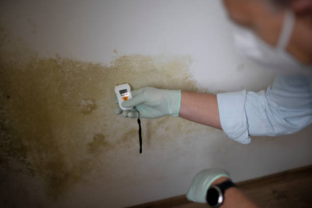 Best Residential Mold Removal  in Wolfforth, TX