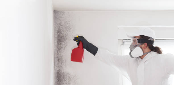 Best Local Mold Removal Service  in Wolfforth, TX