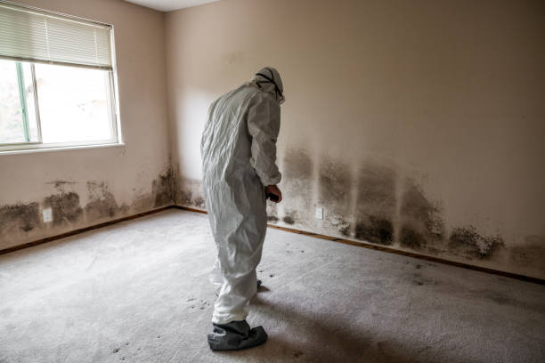 Best Mold Removal Near Me  in Wolfforth, TX