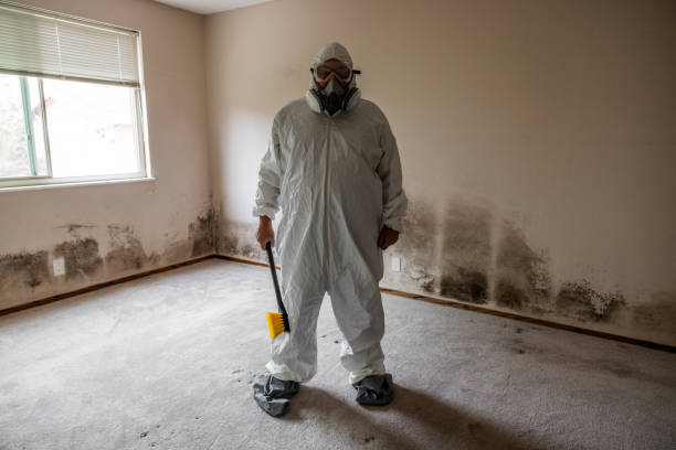 Best Mold Removal Near Me  in Wolfforth, TX