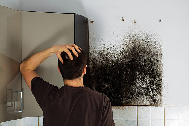 Best Emergency Mold Removal  in Wolfforth, TX