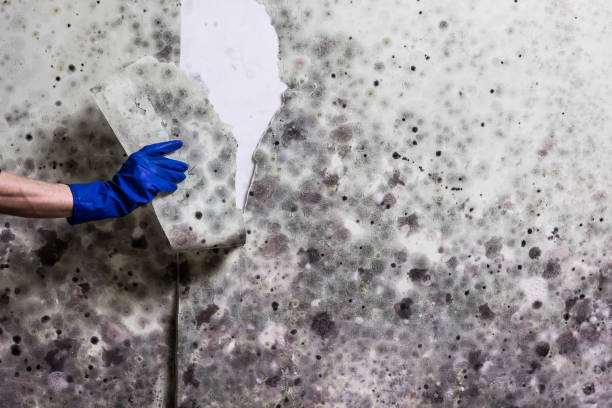 Best Best Mold Removal Companies  in Wolfforth, TX