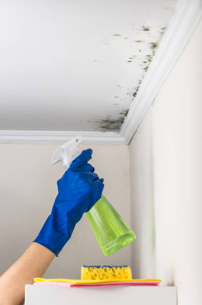 Best Attic Mold Removal  in Wolfforth, TX