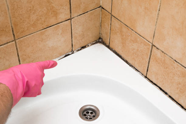 Best Commercial Mold Removal  in Wolfforth, TX